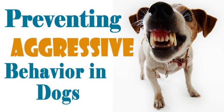 how to stop territorial behavior in dogs